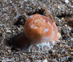 Naticarius alapapilionis