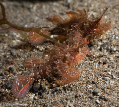 Pteroidichthys amboinensis