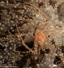Lupocyclus philippinensis