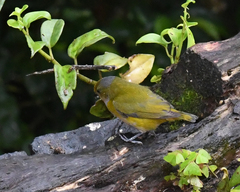 Euphonia xanthogaster