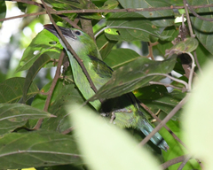 Aulacorhynchus derbianus