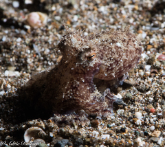 Amphioctopus marginatus
