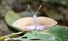 Euphaedra harpalyce harpalyce
