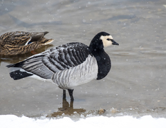 Branta leucopsis