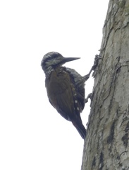 Chloropicus pyrrhogaster