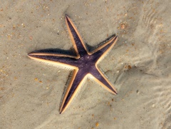 Astropecten articulatus