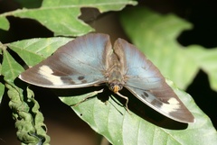 Euphaedra medon medon