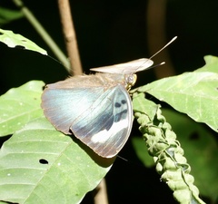 Euphaedra medon medon