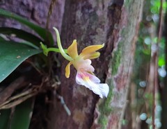 Trichocentrum fuscum