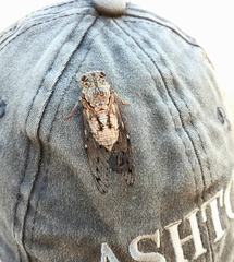 Cicada mordoganensis