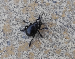 Timarcha goettingensis