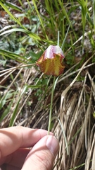 Fritillaria messanensis