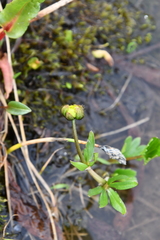 Ranunculus sulphureus