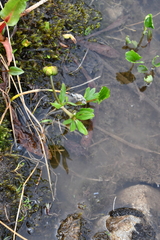 Ranunculus sulphureus