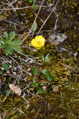Ranunculus sulphureus