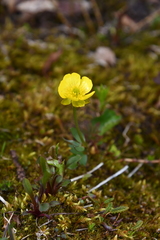 Ranunculus sulphureus