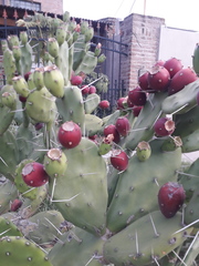 Opuntia rioplatense