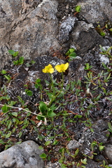 Ranunculus sulphureus