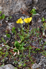Ranunculus sulphureus