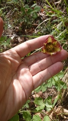 Fritillaria messanensis