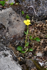 Ranunculus sulphureus