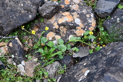 Ranunculus sulphureus