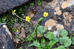 Ranunculus sulphureus