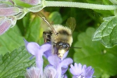 Anthophora furcata