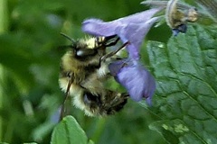 Anthophora furcata