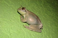 Trachycephalus typhonius