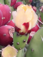 Opuntia rioplatense