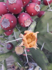 Opuntia rioplatense