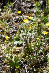 Ranunculus taigaensis