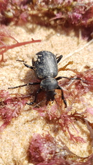 Calosoma maderae