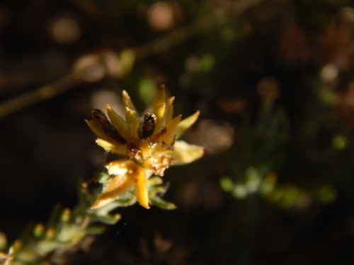 Image of Thesium pubescens by no rights reserved