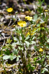 Ranunculus taigaensis