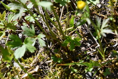 Ranunculus taigaensis