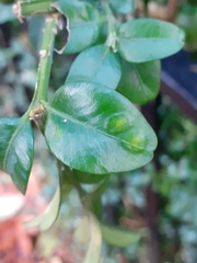 Monarthropalpus flavus