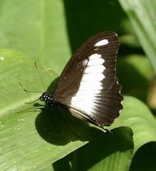 Papilio zenobia