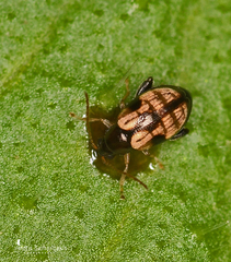 Longitarsus personatus