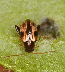 Longitarsus personatus