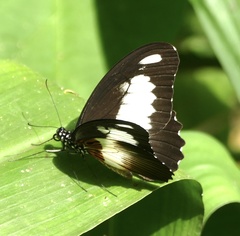 Papilio zenobia
