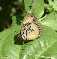 Euphaedra ceres ceres