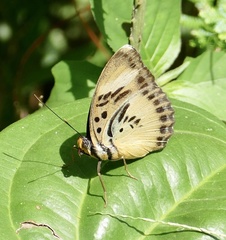 Euphaedra ceres ceres