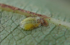 Crypturaphis grassii