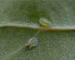 Crypturaphis grassii