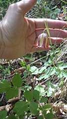 Fritillaria messanensis