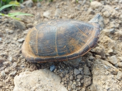 Kinosternon leucostomum