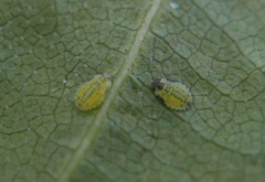 Crypturaphis grassii