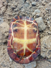 Kinosternon leucostomum